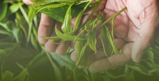 tea novenyek a kezeben 1440x740